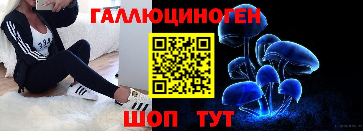 Галлюциногенные грибы Psilocybe Камышин